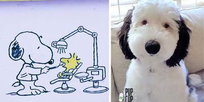 Snoopy Dog Sex Video - Stop what you're doing. Snoopy is real and her name is Bayley. - Upworthy